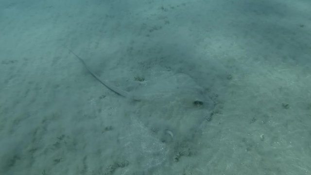 Stingray hunts on the sandy bottom on blue water background. Сowtail Weralli Stingray (Pastinachus sephen) Camera moving forwards, Underwater shot, Red Sea, Egypt