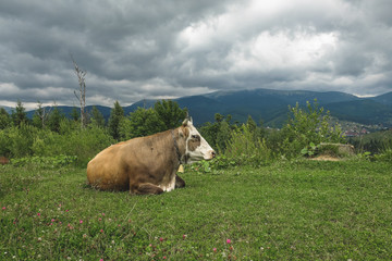 The cow lies on an alpine meadow high in the mountains.
