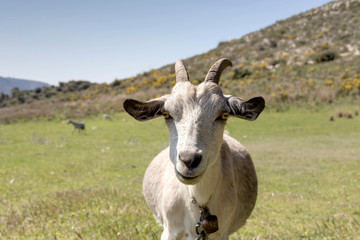 The hornless goat on a mountain pasture