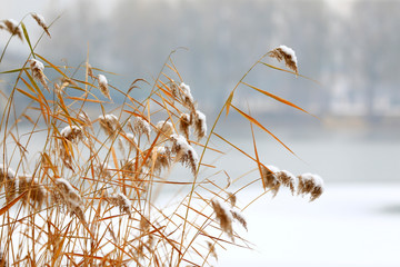 Snow-covered reeds, on the Banks of the park