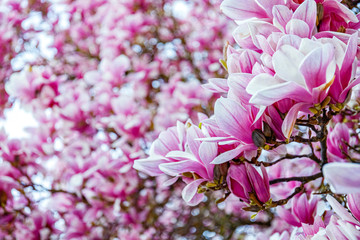 Flowering Magnolia Tulip Tree. Chinese Magnolia x soulangeana ( Magnoliaceae ) blossom  with...