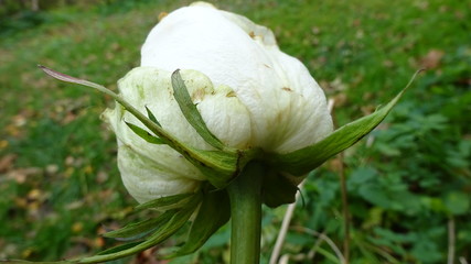 What a white rose looks like from the back.