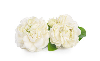 Obraz na płótnie Canvas Jasmine Flower isolated on white background