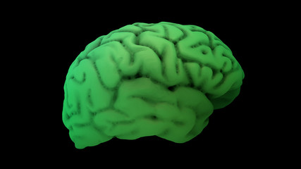 Brain in the color green
