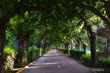 Fototapeta premium green arch from trees of city alley park in selective focus