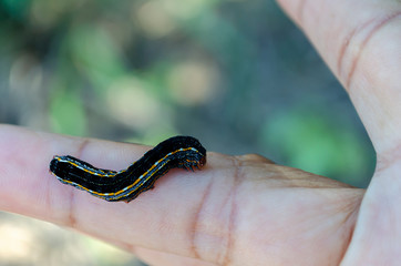 Caterpillar On Finger