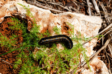 Armyworm On Aspargus Fern