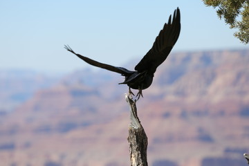 Obraz premium Crow Flying over Grand Canyon 