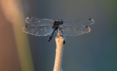 Intricate dragonfly wing designs