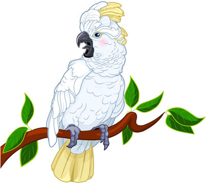 white cockatoo perched on branch clip art preview