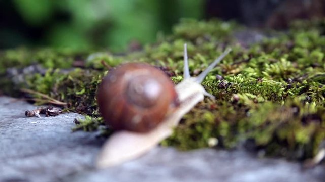 Snail