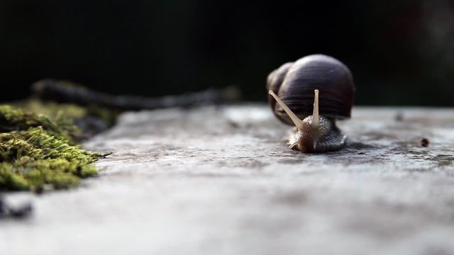 Snail