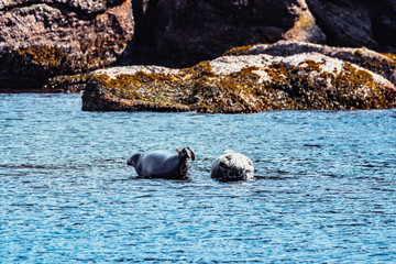 Wild seals in Bonaventure island, Gaspesie, Quebec