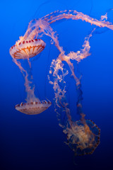 Jellyfish-3