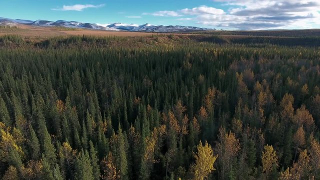 Aerial view of forrest near Dempster Highway on autumn day. Dempster Highway, Yukon, Canada.