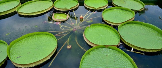 池一面に伸びるオニバスの情景