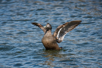 Common Eider [Somateria mollissima], female