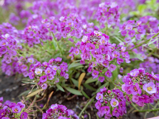 background of purple flowers alissum close up