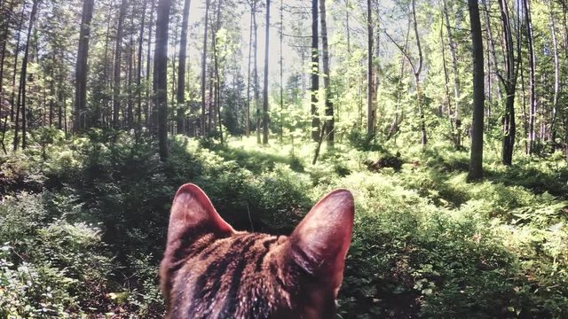 One cat in a city park. Bengal wildcat walk on the forest in collar. Asian Jungle Cat or Swamp or Reed. Domesticated leopard cat hiding, hunting and playing in grass. Domestic cat in outdoor nature.