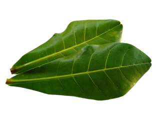 Fototapeta na wymiar Green leaf or green leaves on white background. Sea almond leaves or terminalia catappa leaf Isolated on white background.