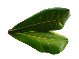 Green leaf or green leaves on white background. Sea almond leaves or terminalia catappa leaf Isolated on white background.