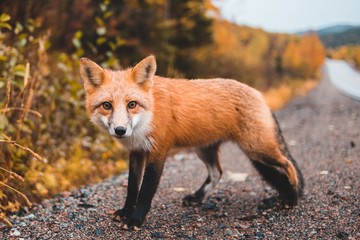 red fox in the forest