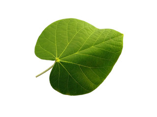 Green leaf or green leaves on white background. Hibiscus tiliaceus leaf Isolated on white background.