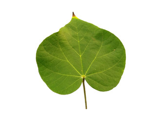 Green leaf or green leaves on white background. Hibiscus tiliaceus leaf Isolated on white background.