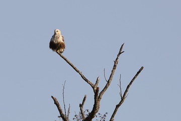 Eastern buzzard or Japanese buzzard   (Buteo japonicus) sitting on tree branch on blurred...