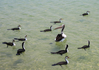Fototapeta premium pelican and cormorants in the water