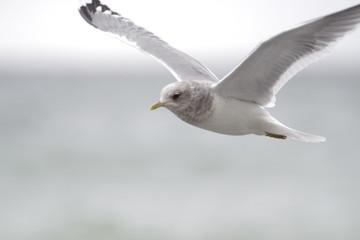 seagull over the ocean