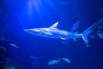 Obraz premium shark comes close to see what you are doing