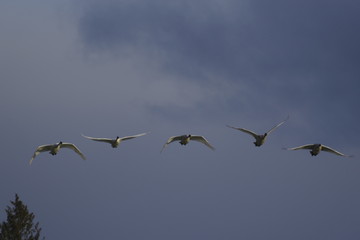 swans
