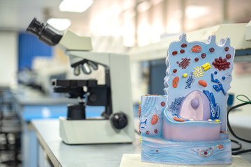 Animal cell model in laboratory for education biology.