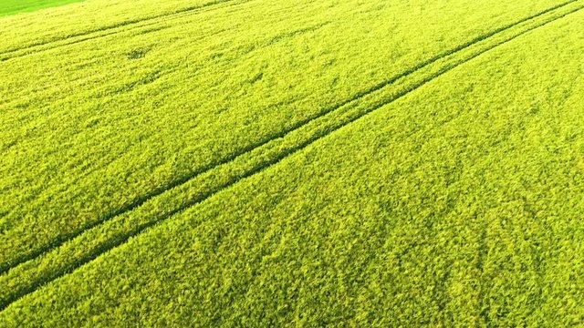 Champ d'orge avec des traces de roues suite au passage d'un tracteur