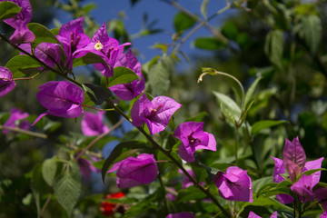  Bougainvillea Spectabilis Willd. Purple flower with green leaves behind
