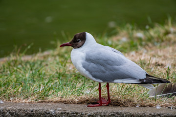 Black-headed Gull [Chroicocephalus ridibundus]