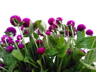 Tree with green leaves. The name of the plant is Globe amaranth or Gomphrena globosa. Purple flower with green leaf on white background.