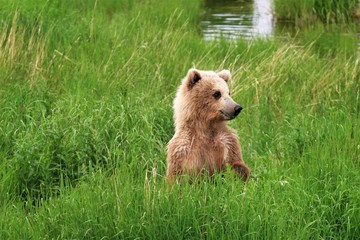Baby brown bear in the sedge