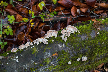 Turkeytail lichen on Treestump in the Forest
