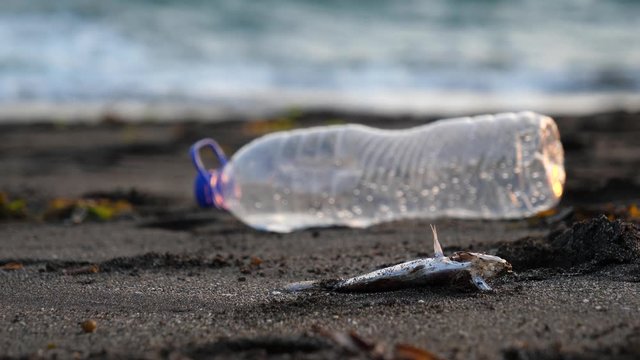 Against the beautiful fading evening sunlight, a fish corpse rots on a sandy beach in front of a discarded plastic bottle