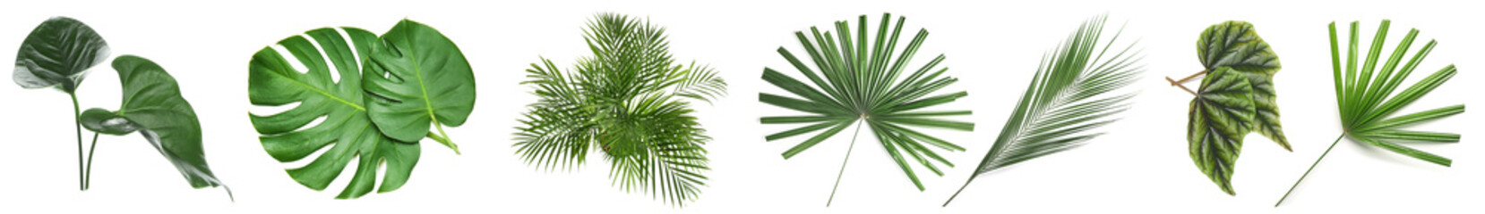 Set of green tropical leaves on white background