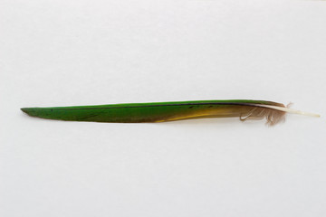 Lorikeet parrot green feather