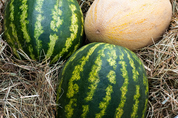 Organic melons and watermelons full of vitamins are sold at farmers market. Ripe striped watermelons and sweet yellow melons lay in dry grass or hay. Refreshing juicy summer and autumn fruits harvest.
