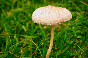 Seta en el jardín, al aire libre