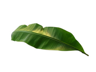 Obraz premium Banana tree with green leaves. The name of the plant is Musaceae. Banana leaf on white background.