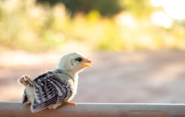 Cute small chicks In nature, the soft sunlight in the morning