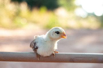 Cute small chicks In nature, the soft sunlight in the morning
