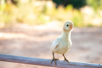 Cute small chicks In nature, the soft sunlight in the morning