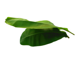 Fototapeta premium Banana tree with green leaves. The name of the plant is Musaceae. Banana leaf on white background.